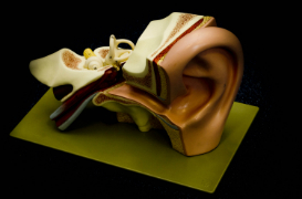 Model of an ear