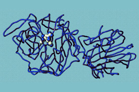 Image: Computational design of inhibitors for T. cruzi trans-sialidase