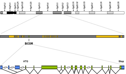 Genes, chromosomes and human disease: BCOR, a gene mutated in human microphthalmia-associated syndromes