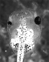 Microphthalmia in Xenopus tadpoles treated with xtBCOR morpholino   