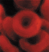Image: Blood cells